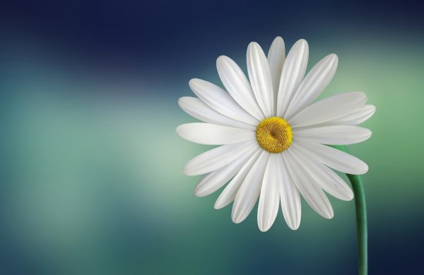 A Daisy Featured Image
