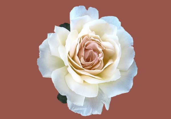 White Rose Featured Image