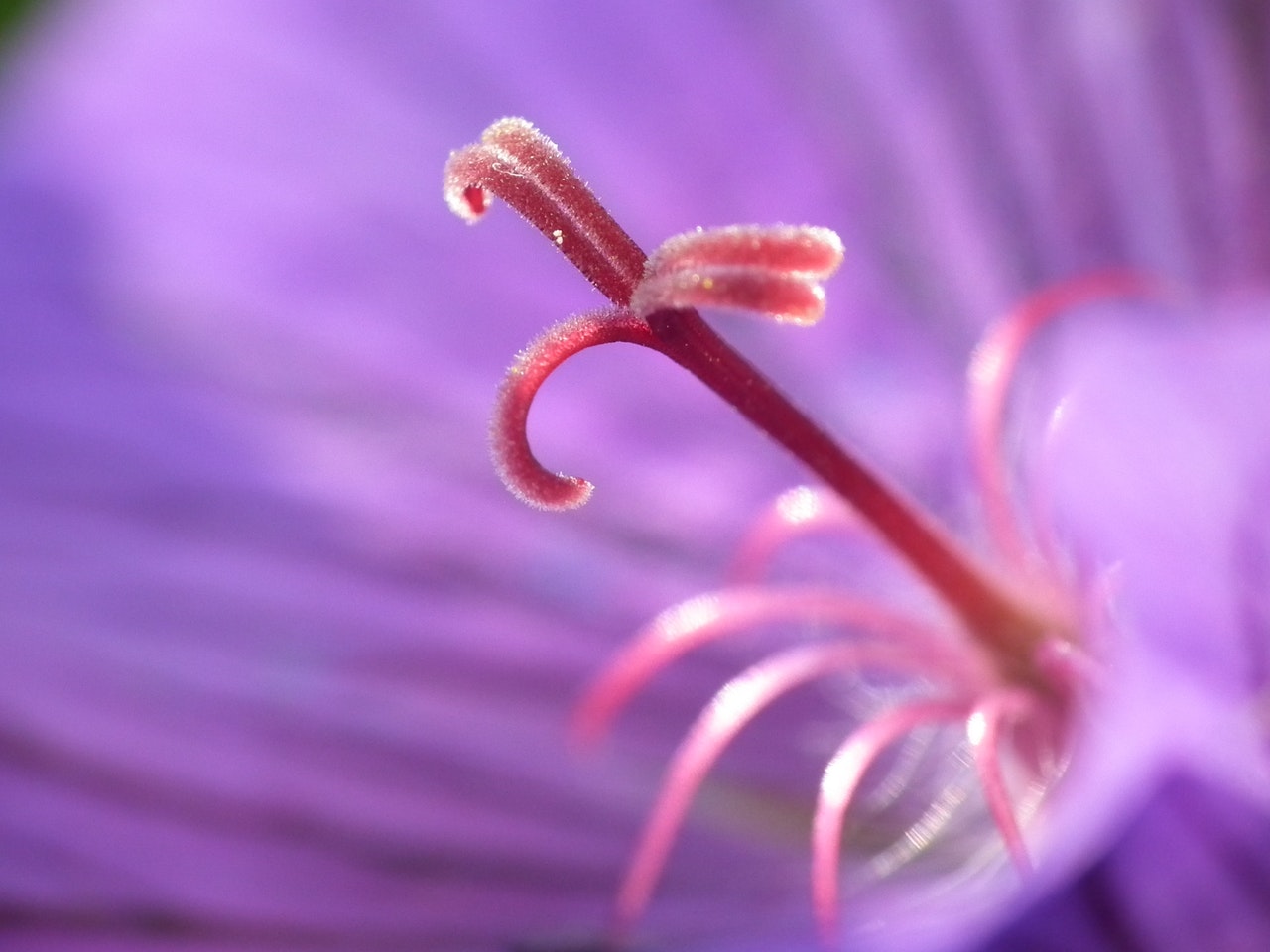 flower-stigma-overstrap-masonry