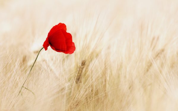 Red Poppy In Field Featured Image