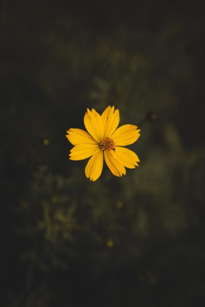 Small Yellow Flower Featured Image