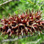Seed pods on stem, Woodvale